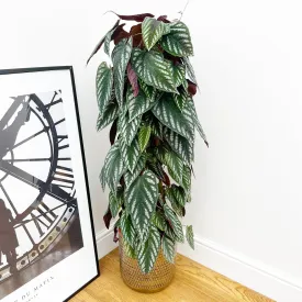 100 - 110cm Cissus Discolour 24cm Pot House Plant