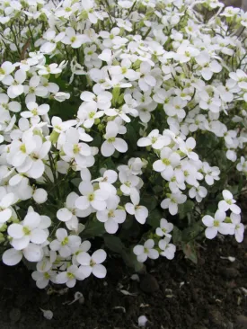 Arabis Snow Cap (Rock Cress)