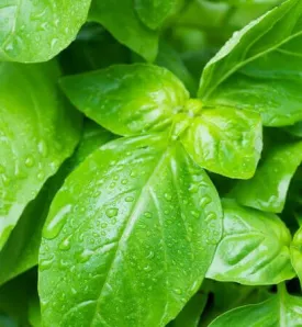 Basil - Sweet Dani (Lemon Scented Type) (Seeds)