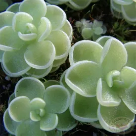 Esseriana Butterwort