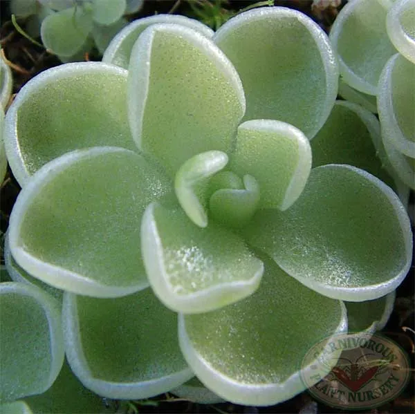 Esseriana Butterwort